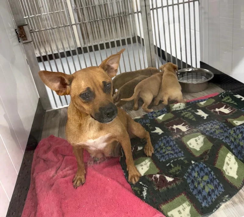 A baby small-sized female Chihuahua dog named Bogey for adoption in Blue Springs, MO