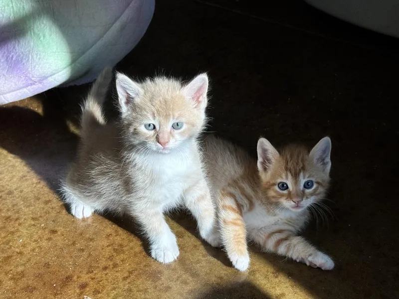 A baby medium-sized male Domestic Short Hair cat named Thomas for adoption in Emerald Isle, NC