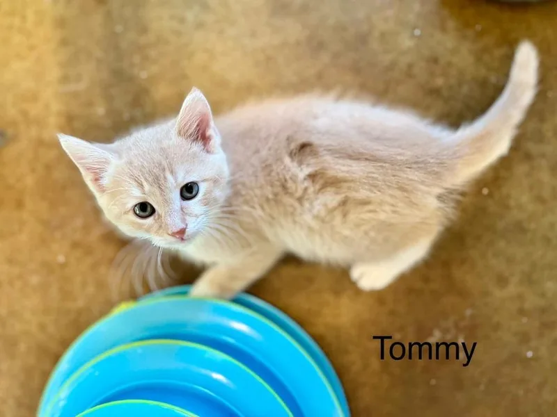Thomas thumbnail 2