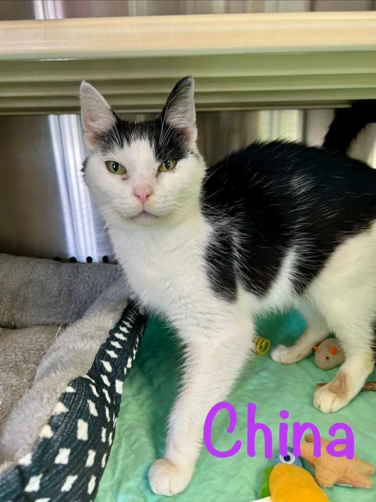 An adult small-sized female Domestic Short Hair cat named China for adoption in West Union, OH