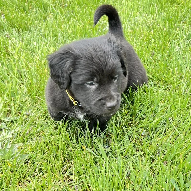 A baby small-sized female Black Labrador Retriever dog named Ding Dong for adoption in Wadena, MN