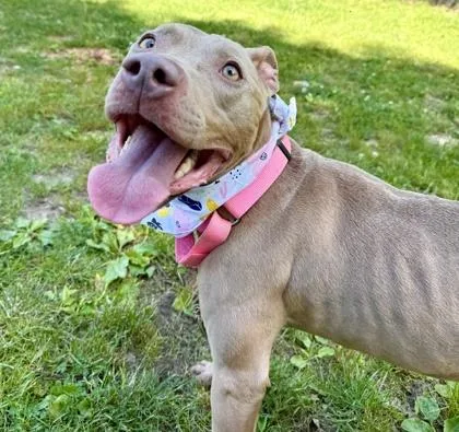 An adult medium-sized female Mixed Breed dog named Lala for adoption in West Chester, PA