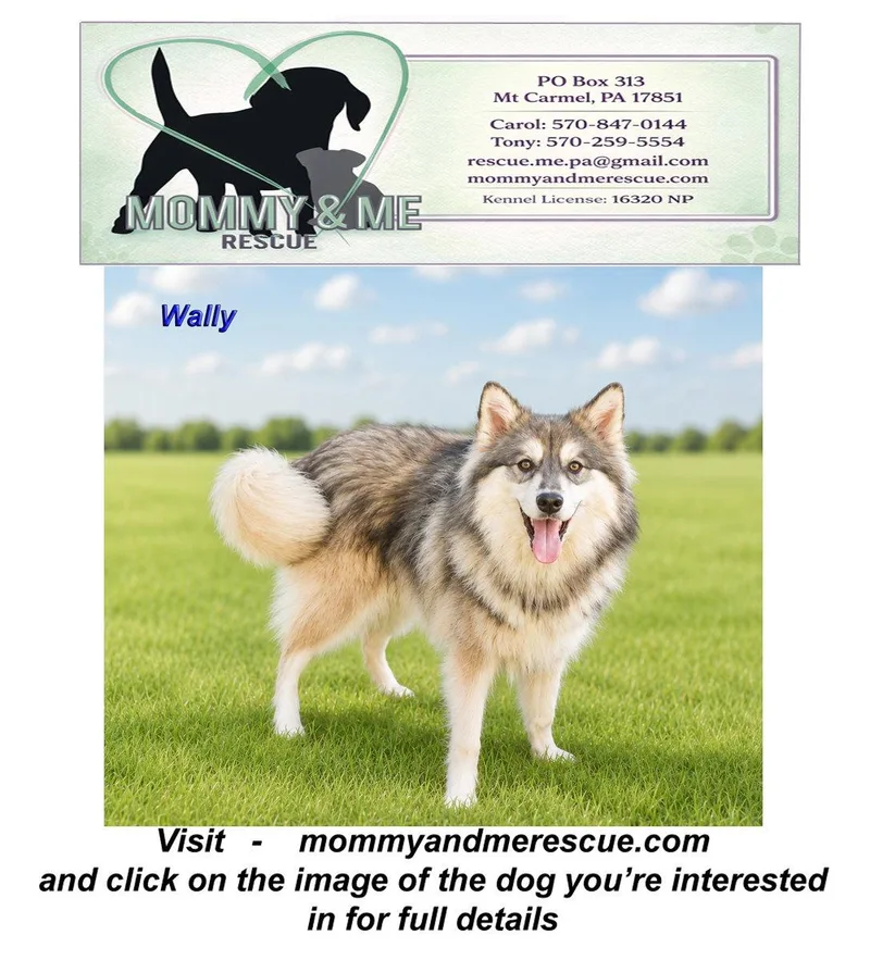 A young medium-sized male Pomeranian dog named Wally for adoption in Mt Carmel, PA