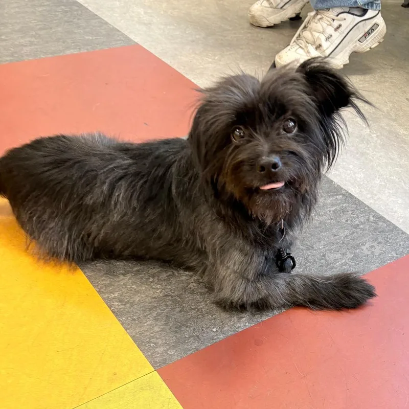 A young small-sized male Black Mixed Breed dog named Pudding Pop for adoption in Philadelphia, PA