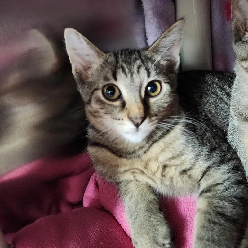 A baby small-sized male Brown / Chocolate Domestic Short Hair cat named Porcupine for adoption in Grand Rapids, MI