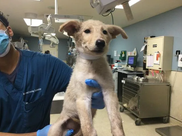 Sabrita