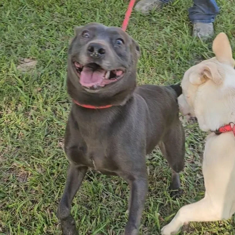 An adult medium-sized female Gray / Blue / Silver Mixed Breed dog named Kenzi for adoption in Allentown, PA