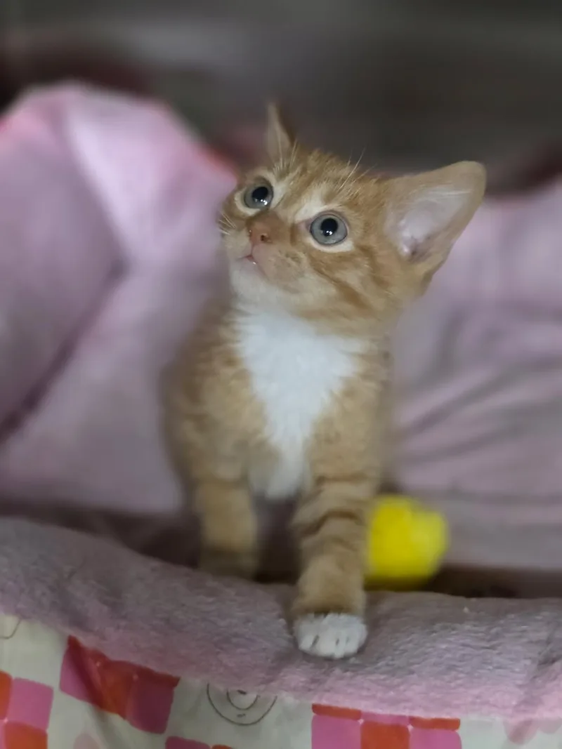 A baby medium-sized male Tabby (Orange / Red) Domestic Short Hair cat named Manny for adoption in Orland Park, IL