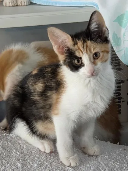 A baby medium-sized female White Domestic Short Hair cat named Petunia for adoption in Wichita, KS