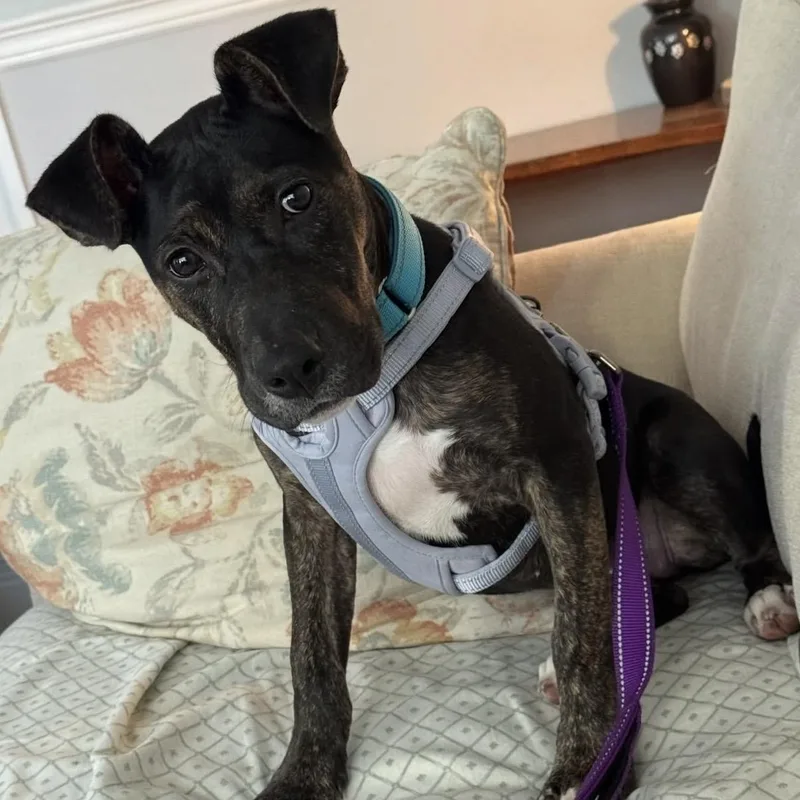 A baby medium-sized female Brindle Mixed Breed dog named Lillith for adoption in Cranston, RI