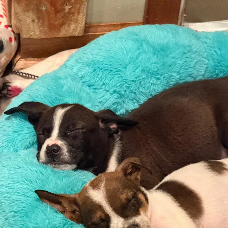 A baby small-sized male Black Mixed Breed dog named Log for adoption in Buffalo, MN