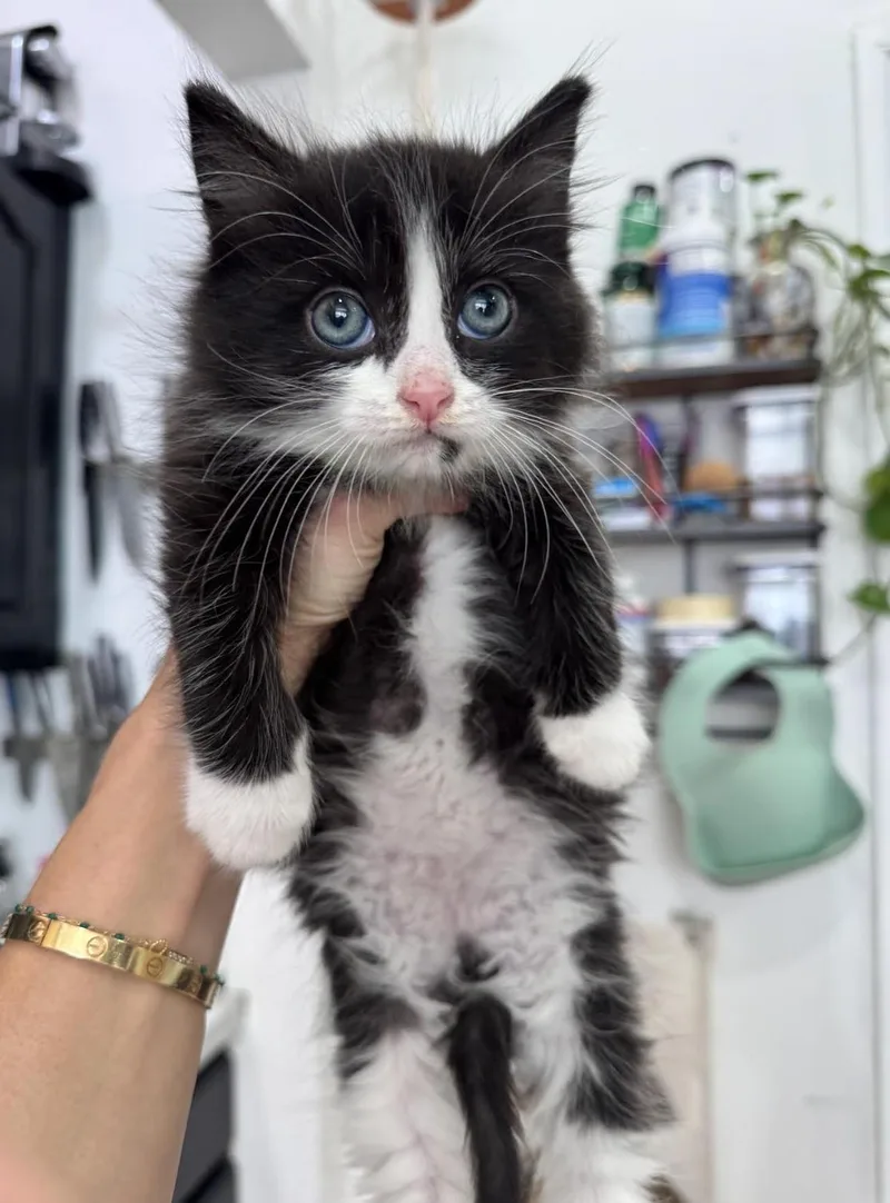 A baby medium-sized male Black & White / Tuxedo Domestic Medium Hair cat named Brioche for adoption in New York, NY