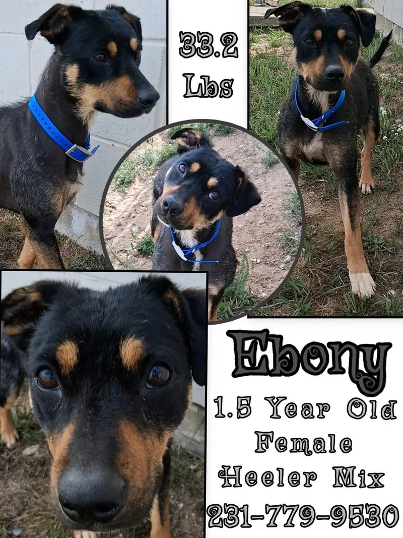 Ebony