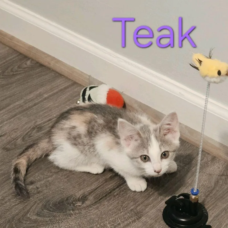 A baby medium-sized female Dilute Calico Domestic Short Hair cat named Teak for adoption in Murfreesboro, TN