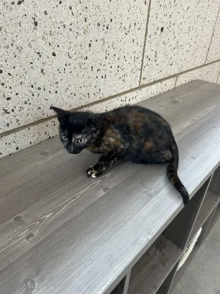 A young medium-sized female Domestic Short Hair cat named Courtney for adoption in La Grange, KY