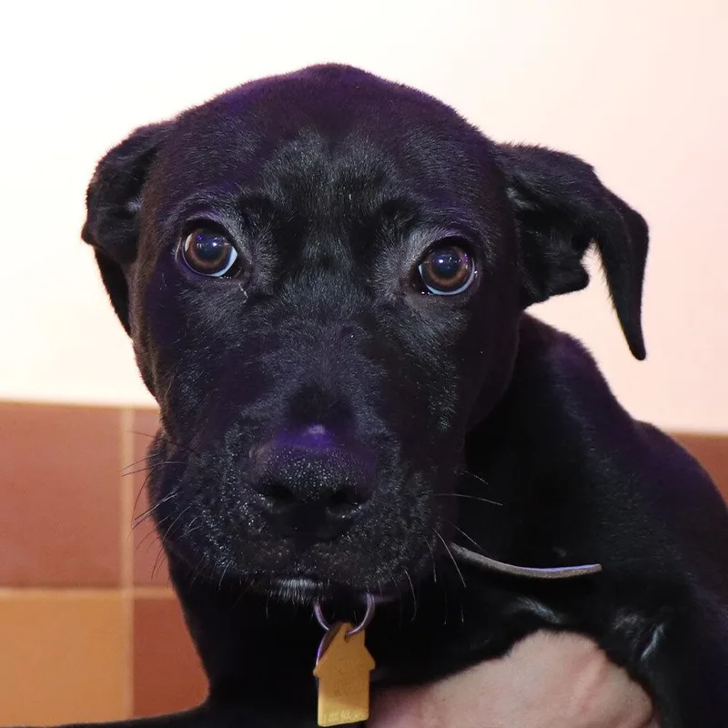 A baby small-sized male Tricolor (Brown, Black, & White) Mixed Breed dog named Maverick for adoption in Port Washington, NY