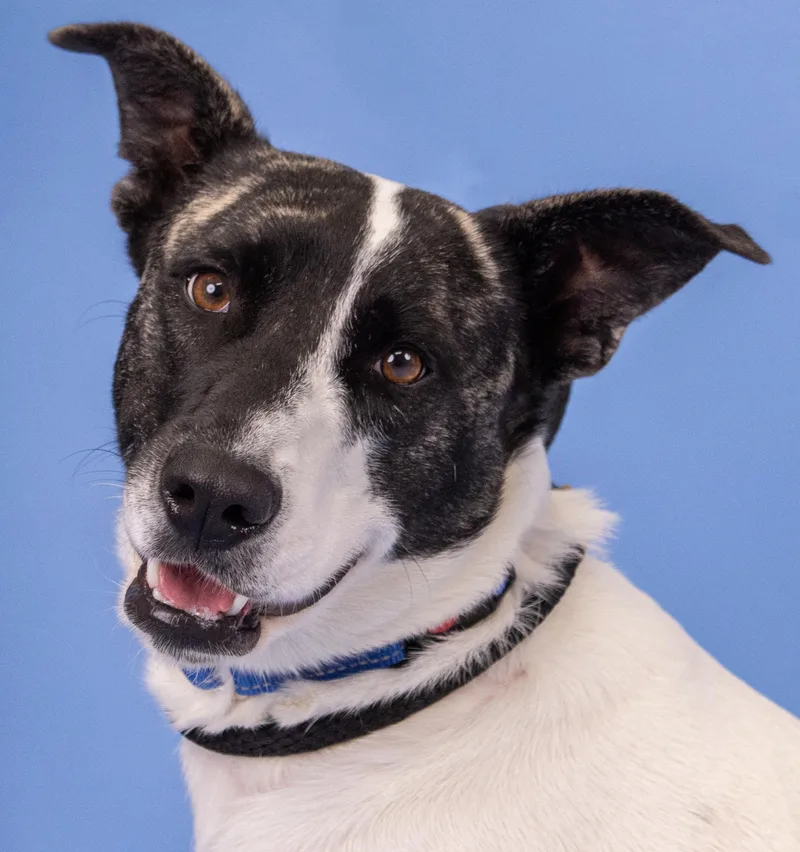 An adult large-sized female Brindle Mixed Breed dog named Lola for adoption in Manassas, VA