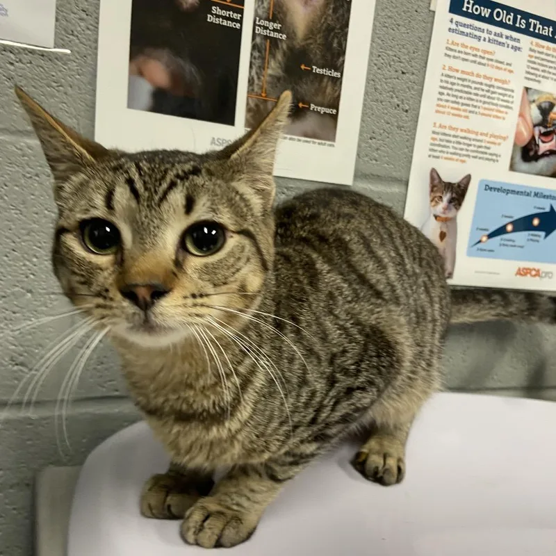 Fantastic Mr. Fox thumbnail 2