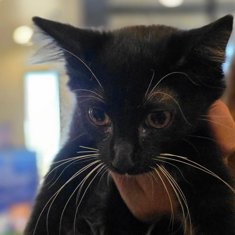 A baby small-sized female Black Domestic Short Hair cat named Sycamore for adoption in Santa Barbara, CA