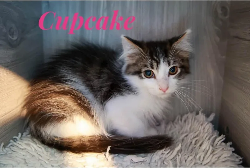 Cupcake