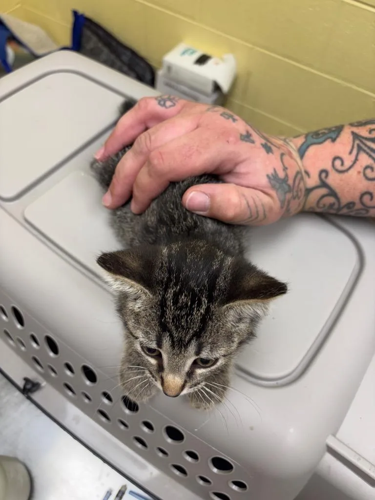 A baby small-sized female Domestic Short Hair cat named Swee'pea for adoption in Crossville, TN