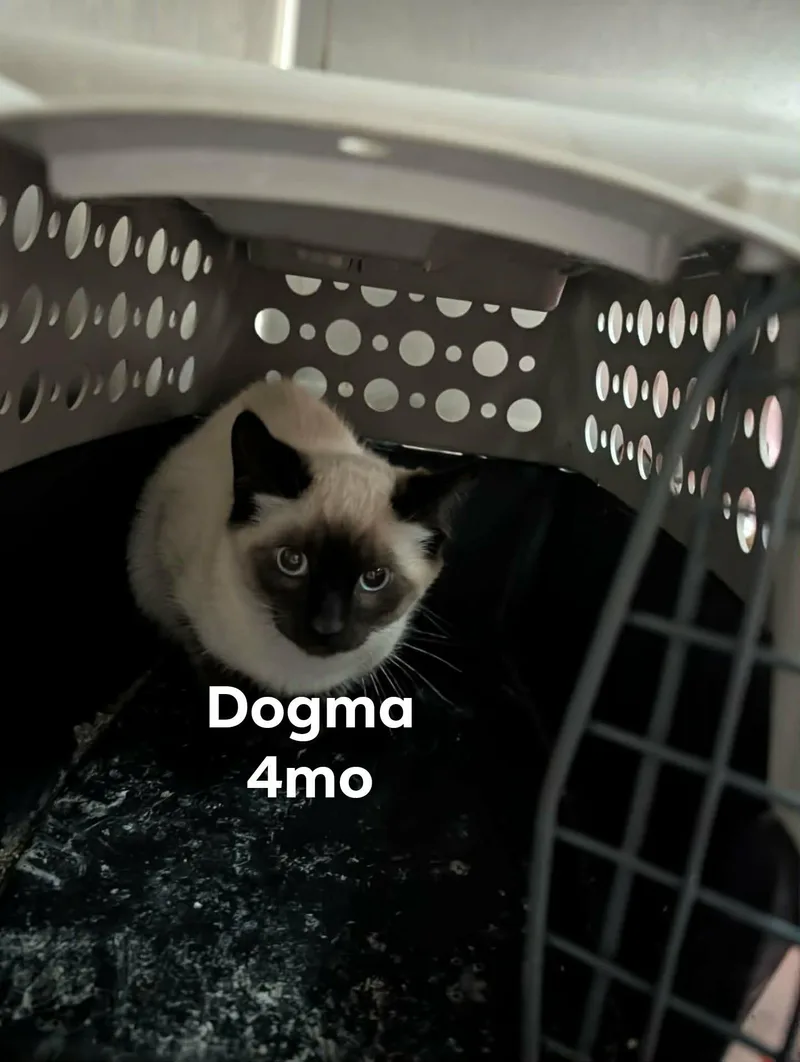 A baby medium-sized female Domestic Short Hair cat named Dogma for adoption in Detroit Lakes, MN