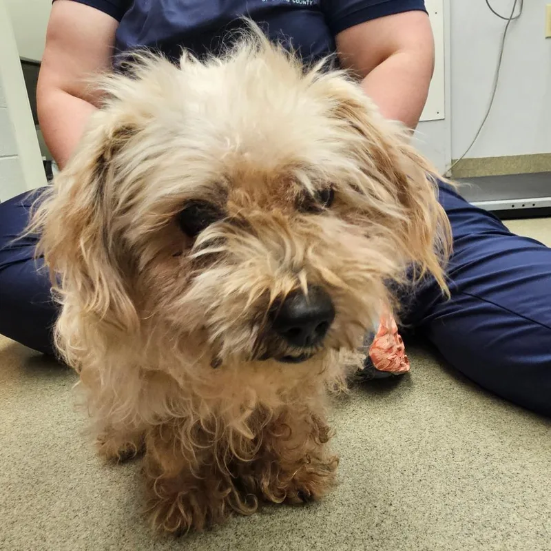 A senior small-sized male Yellow / Tan / Blond / Fawn Mixed Breed dog named Arthur for adoption in Birdsboro, PA