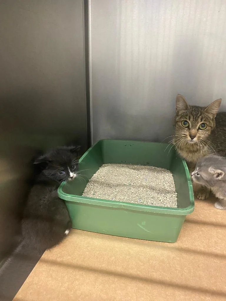 A baby small-sized male Domestic Short Hair cat named Houston for adoption in Cartersville , GA