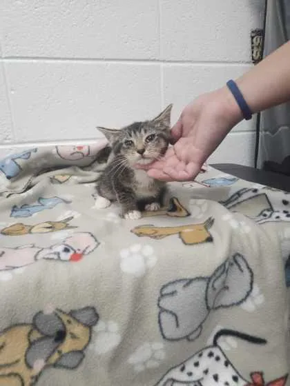 An adult small-sized male Domestic Short Hair cat named The Krusty Crab for adoption in Spruce Pine, NC