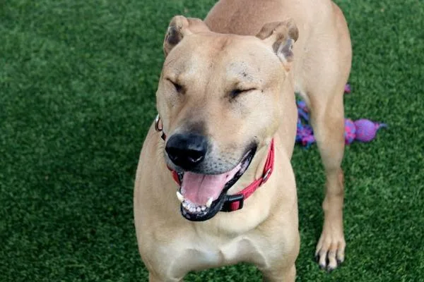 An adult large-sized male German Shepherd Dog dog named Cedar for adoption in San Diego, CA