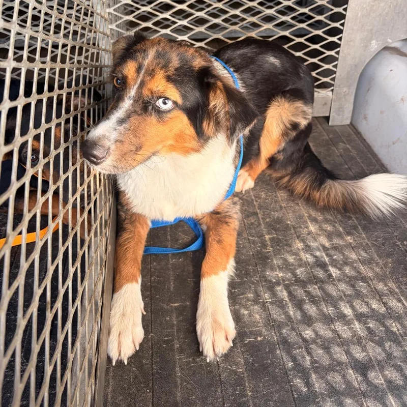 An adult medium-sized female Australian Shepherd dog named Riley for adoption in Edinburg, TX