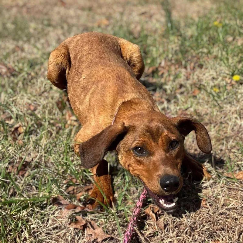 Reba