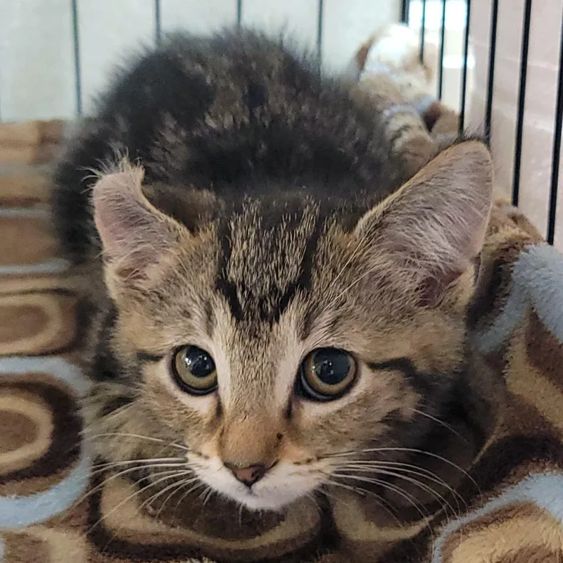 A baby small-sized female Brown / Chocolate Domestic Short Hair cat named Anita for adoption in Plover, WI