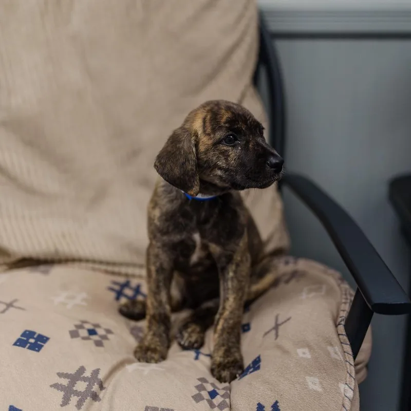 A baby medium-sized male Brindle Labrador Retriever dog named Buddie for adoption in Pawling, NY