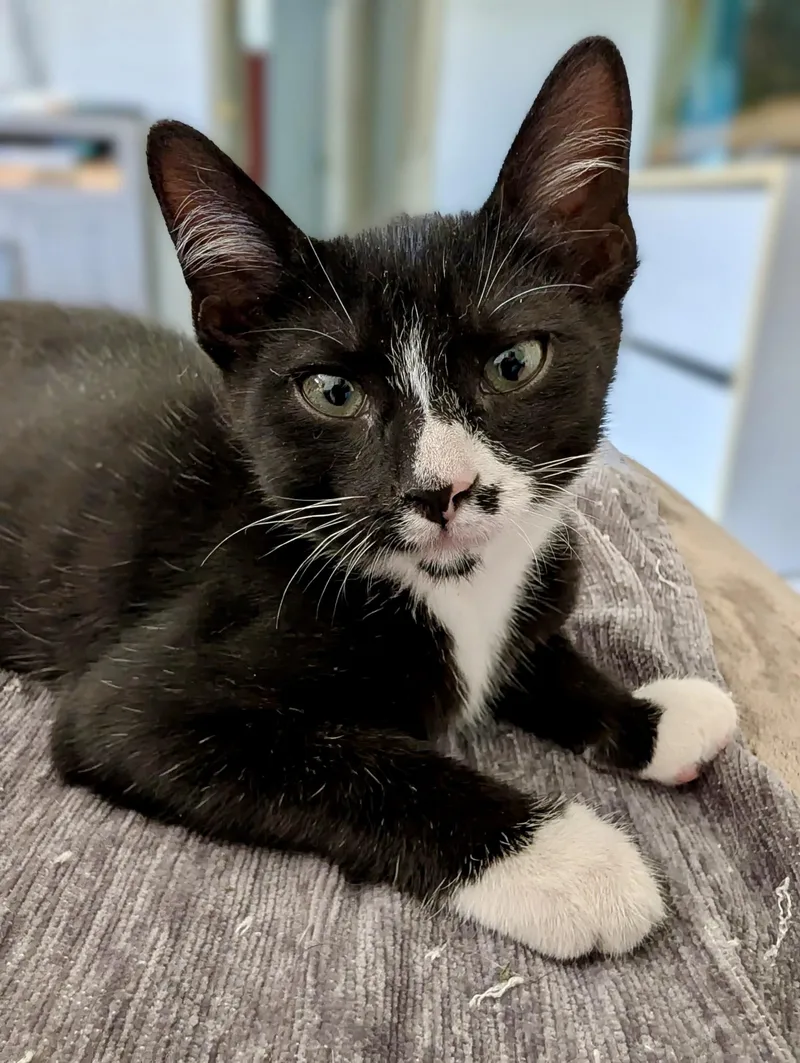 A baby medium-sized male Tuxedo cat named Picasso for adoption in Jeffersonville, IN