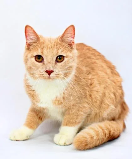 A baby small-sized female Domestic Short Hair cat named Velma for adoption in Morton Grove, IL