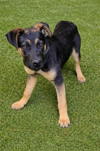 A young medium-sized male German Shepherd Dog dog named Kobe for adoption in Lancaster, CA