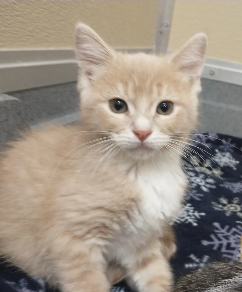 A baby medium-sized male Buff / Tan / Fawn Domestic Short Hair cat named Johnson for adoption in Tomah, WI