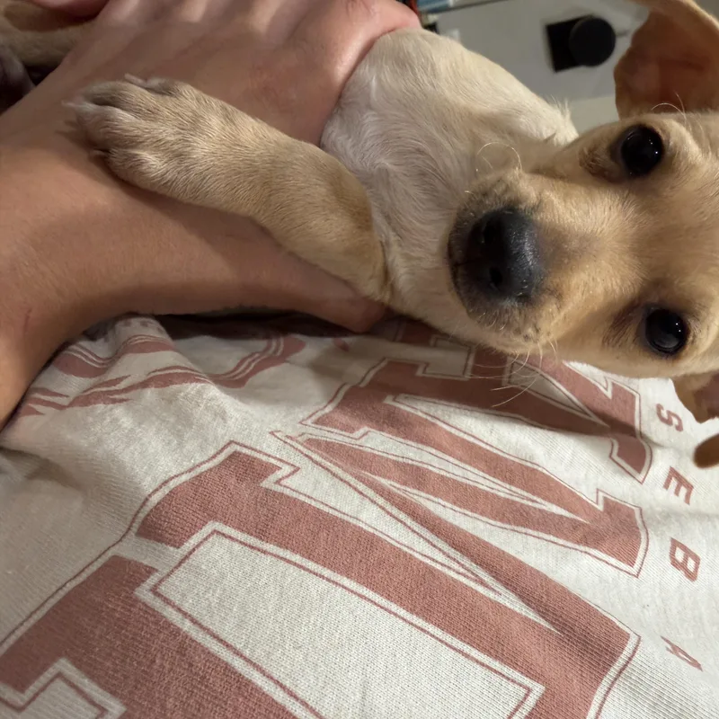 A baby small-sized male Apricot / Beige Chihuahua dog named Flapjack for adoption in Seal Beach, CA