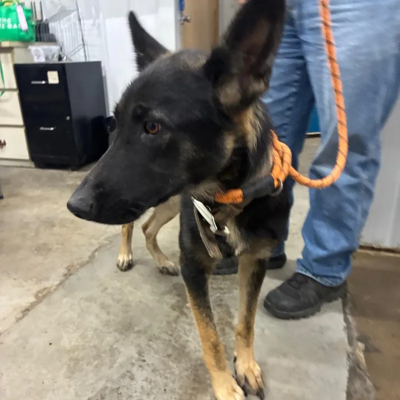 A young medium-sized female German Shepherd Dog dog named Raspberry Jam for adoption in Corbin, KY