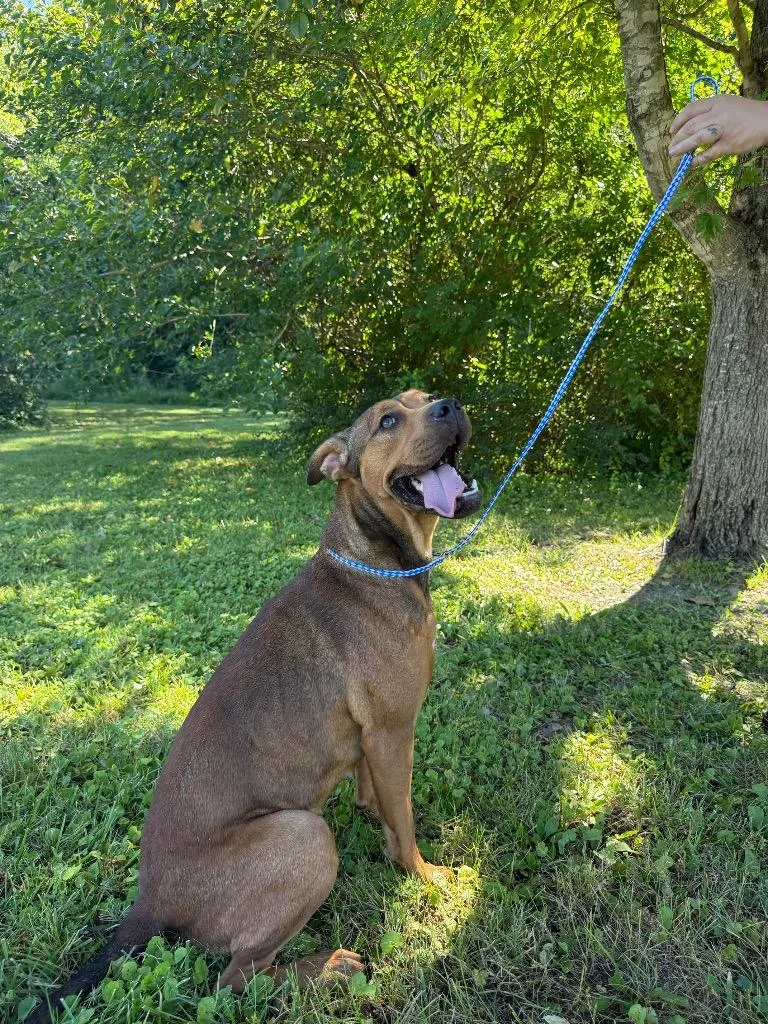 A baby medium-sized female Collie dog named Janie for adoption in Murray, KY