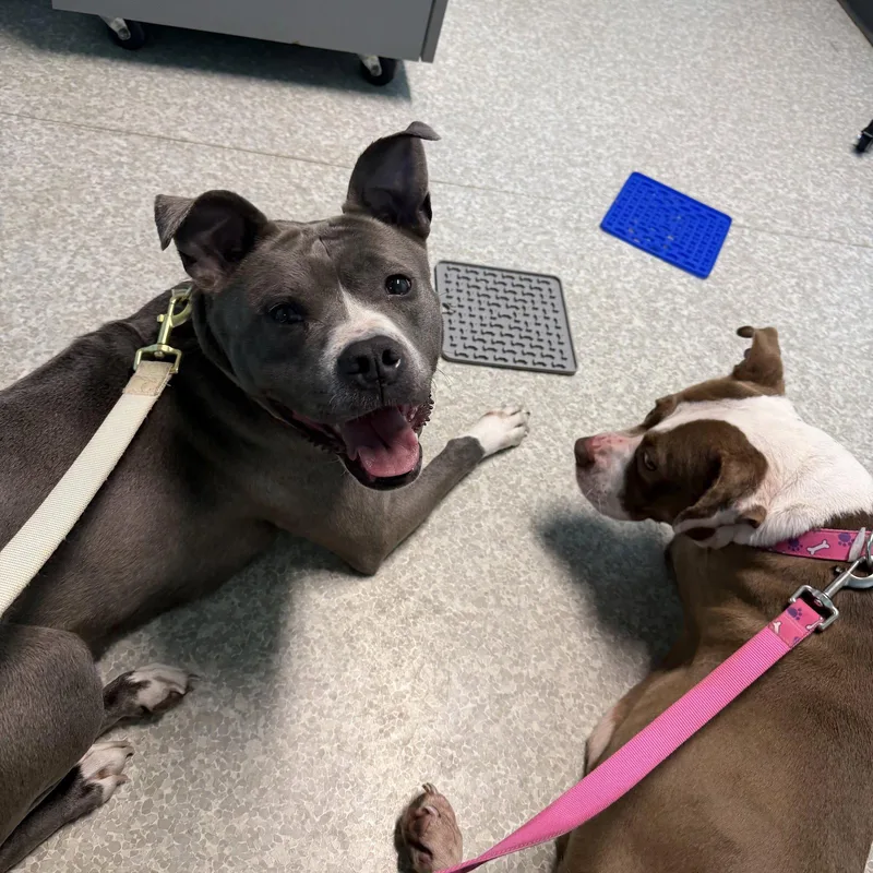 A young medium-sized female Pit Bull Terrier dog named Prada for adoption in Lockport, NY