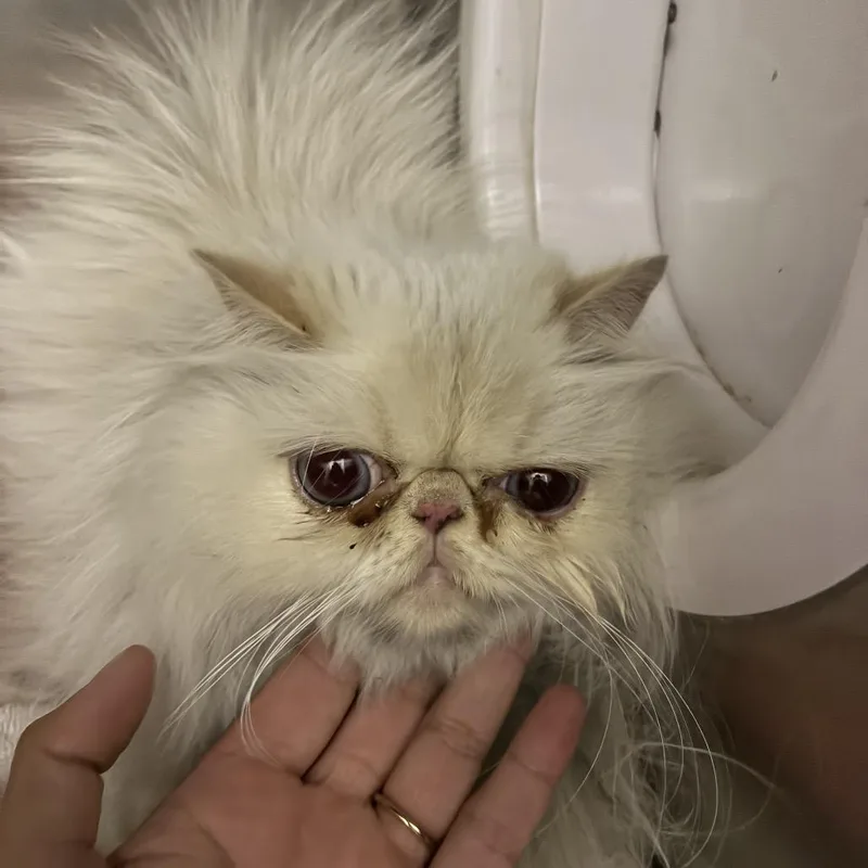 An adult small-sized female Cream / Ivory Persian cat named IEPAStray for adoption in Upland, CA