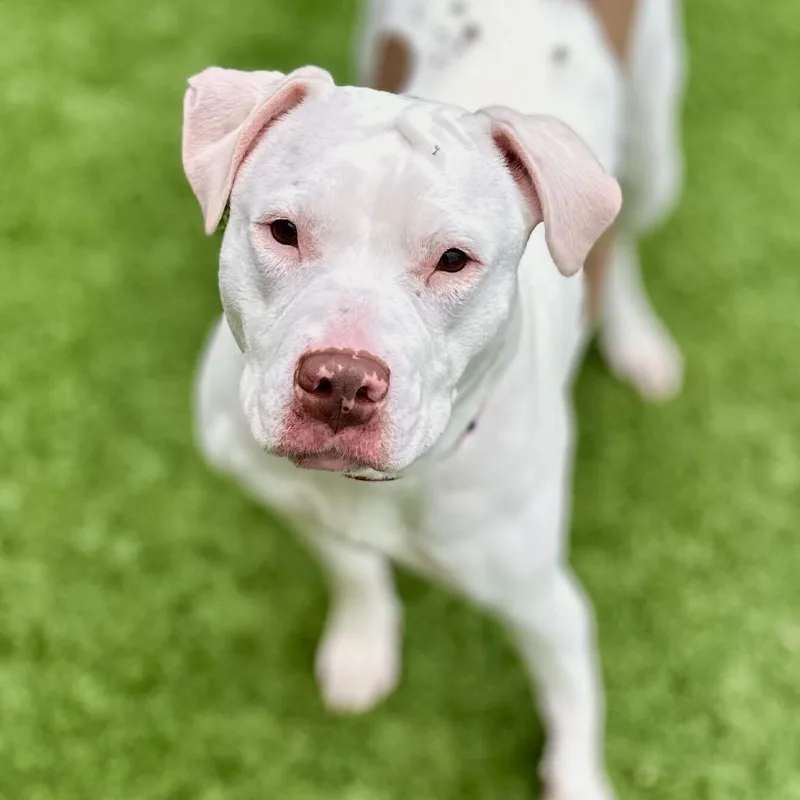 An adult medium-sized female Pit Bull Terrier dog named Satin for adoption in Matteson, IL