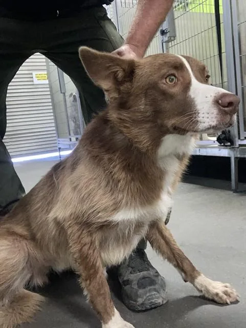 A young medium-sized male Border Collie dog named A for adoption in Bakersfield, CA