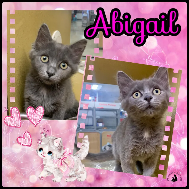 A young medium-sized female Gray / Blue / Silver Domestic Medium Hair cat named Abigail for adoption in San Jose, CA
