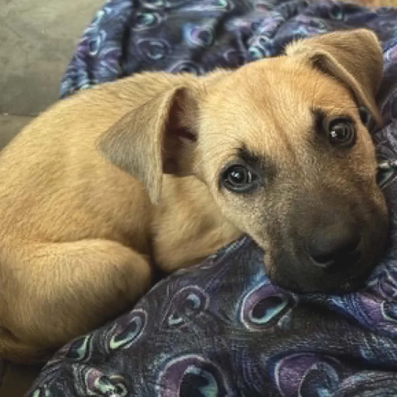 A baby small-sized male Brown / Chocolate Mixed Breed dog named Ojo for adoption in Buffalo, MN