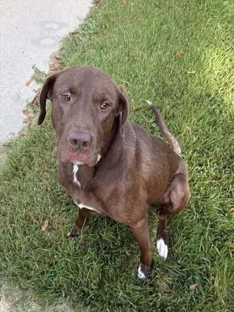 A young large-sized male Labrador Retriever dog named Red Wing Black Bird for adoption in Chester, SC