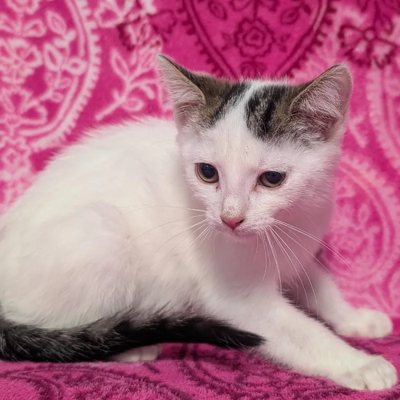 A baby small-sized female White Domestic Short Hair cat named Candice for adoption in Jefferson city, TN