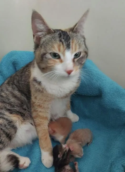 A young medium-sized female Dilute Calico Domestic Short Hair cat named Mama Sandi for adoption in East Hartford , CT